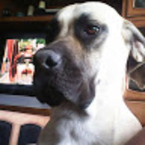 Meet your Posher, Alan joel